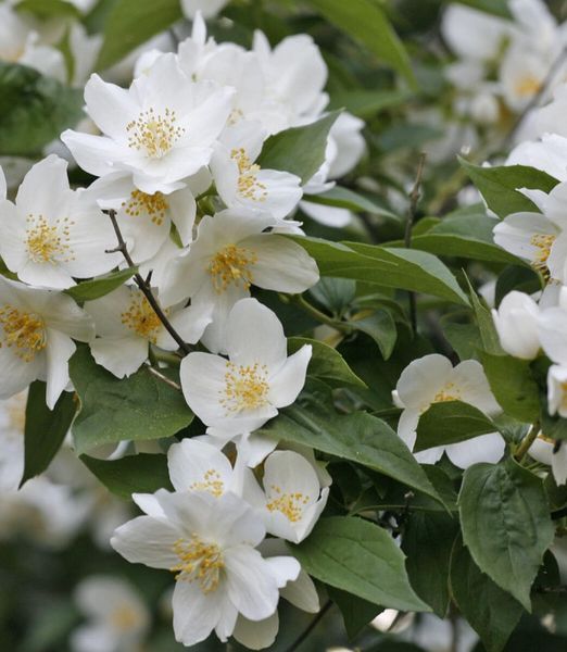 Philadelphus 'Dame Blanche'